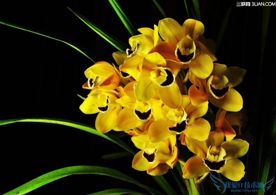 家居植物摆放风水原理 52IJ