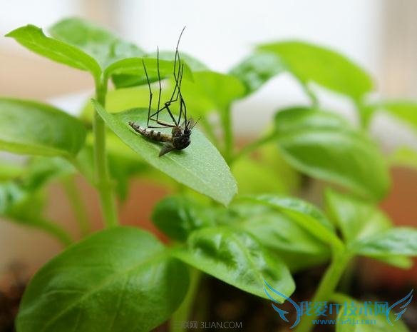 防蚊灭蚊清除积水最管用 52IJ