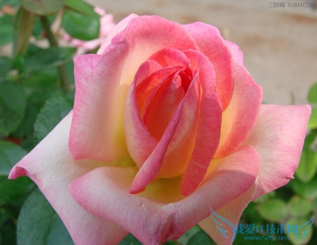 ﲻܰڷЩֲ      52IJ