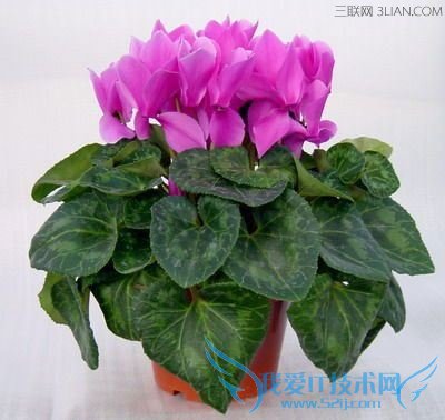 喷水有什么作用? 52IJ