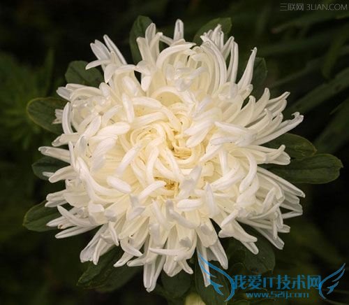 նԻѿֻʲôӰ죿 52IJ