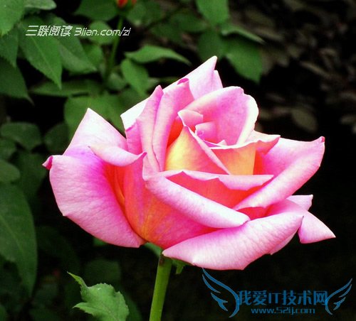 怎样让盆栽月季花开不断 52IJ阅读