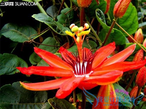 家庭养花知识大全 居室养花三宜三忌 52IJ