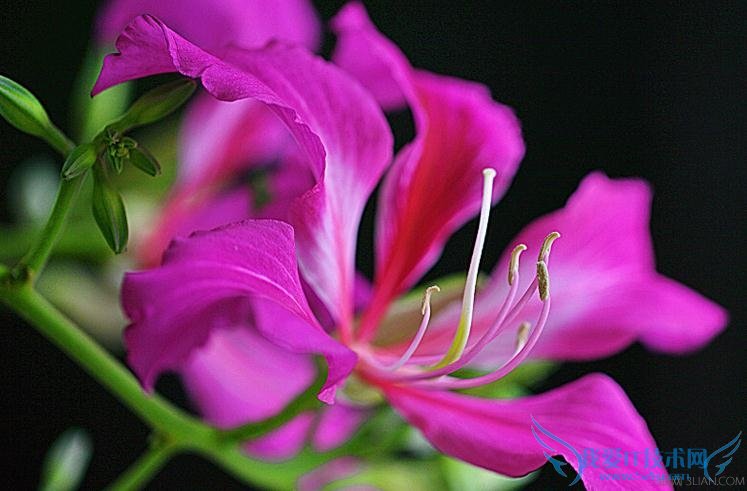 初春赏花必知常见有毒花的品种有哪些 52IJ