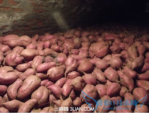 地瓜的存储方法 52IJ