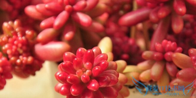 多肉植物虹之玉的养殖方法 52IJ