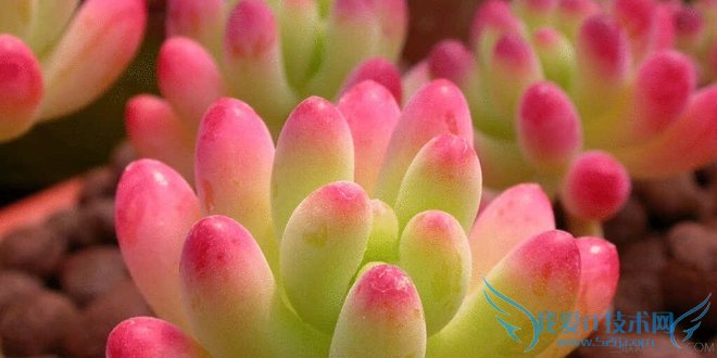 多肉植物虹之玉的养殖方法 为室内增添一抹绿