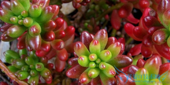 多肉植物虹之玉的养殖方法 为室内增添一抹绿