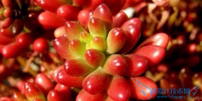 多肉植物虹之玉的养殖方法 为室内增添一抹绿