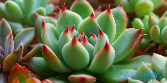 多肉植物虹之玉的养殖方法 为室内增添一抹绿