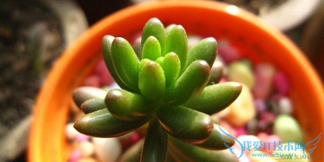 多肉植物虹之玉的养殖方法 为室内增添一抹绿
