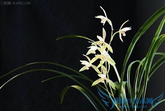 兰花的功效与作用 52IJ