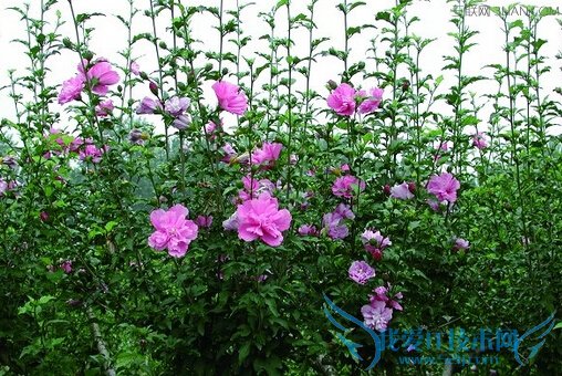 ľéÈ»¨µÄ¹¦Ð§ºÍ×÷Óà 52IJ