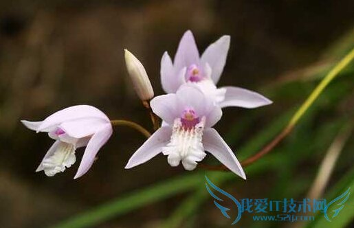 白芨的功能与作用 52IJ