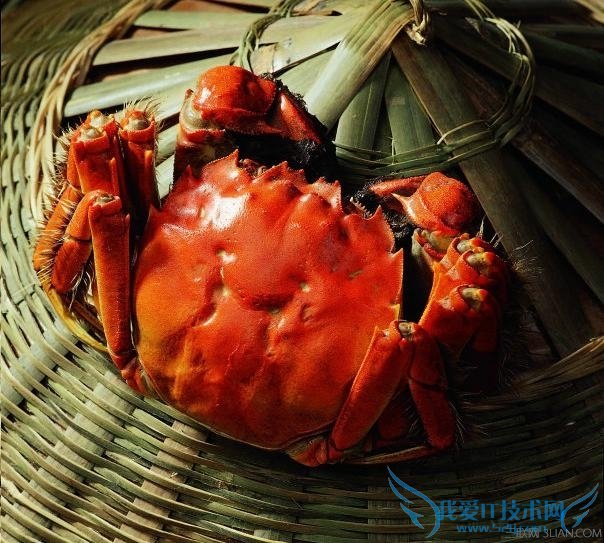 大闸蟹的挑选方法 52IJ