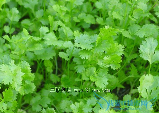 香菜的营养价值-52IJ阅读