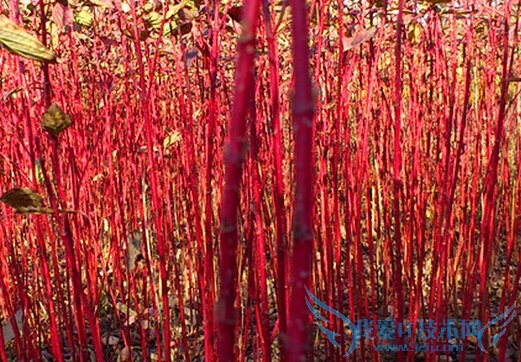 红瑞木的功效与作用 52IJ