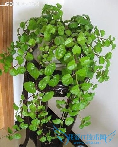 ̵ڱر13ֲ      52IJ