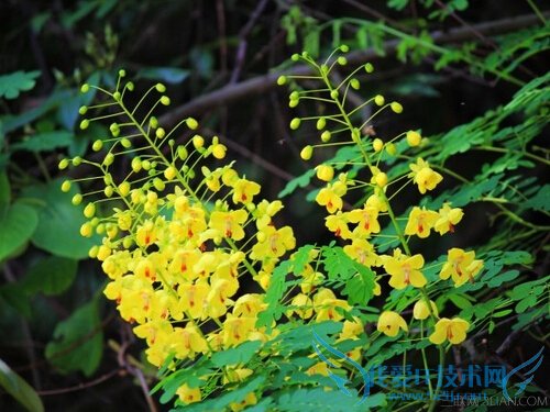 云实的功效与作用有哪些 52IJ