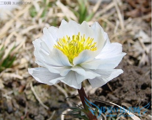 ѩҩùЧûô      52IJ