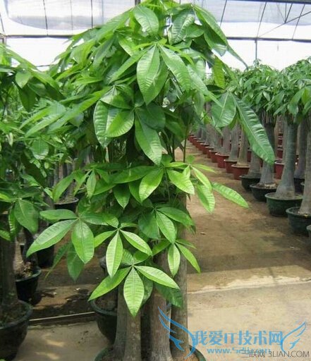 ʲôֲʺ         52IJ