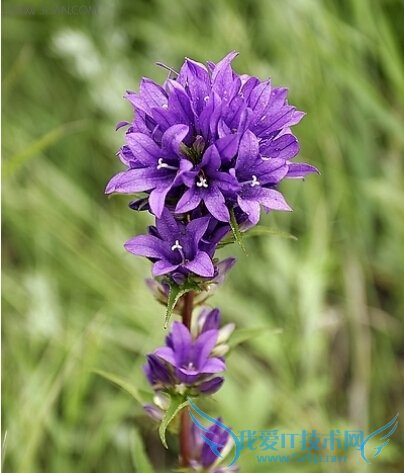 聚花风铃草的功效与作用有哪些 52IJ