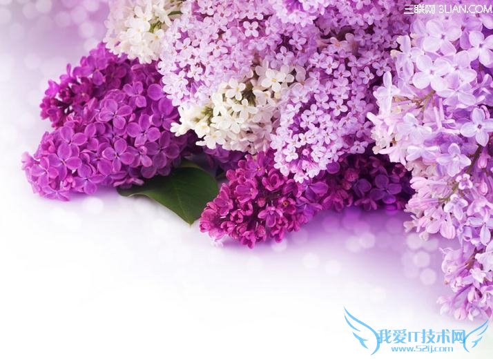 室内养花有什么好处 52IJ