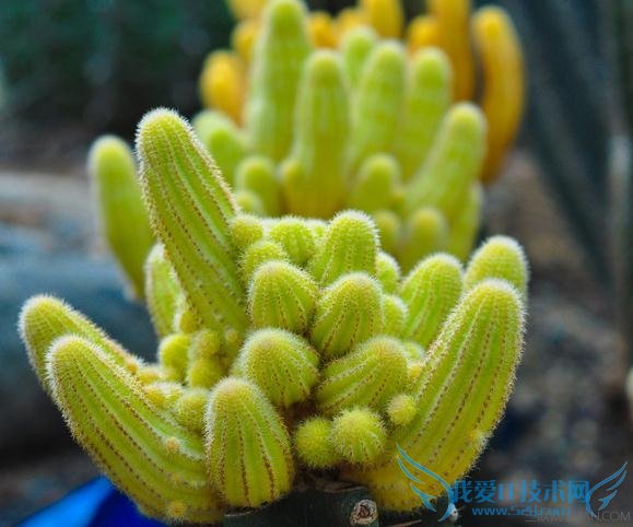 仙人掌能防辐射吗 52IJ