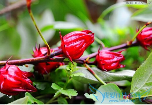 õѵĹЧ          52IJ