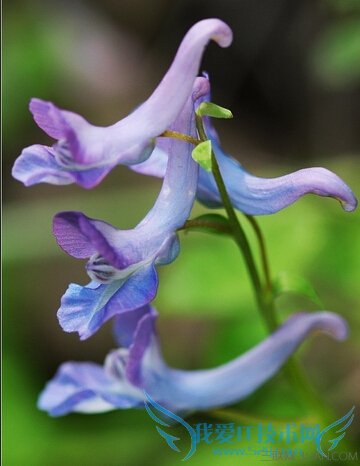 ĹЧ            52IJ