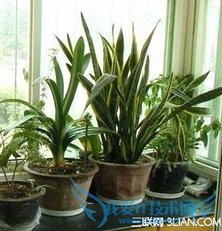 家庭养花选择哪些品种好 52IJ