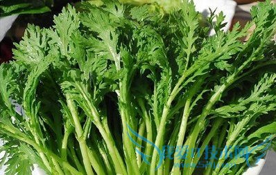 茼蒿的营养价值_茼蒿怎么做好吃_茼蒿怎么吃