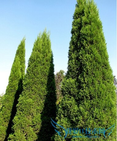 柏树的作用与功效 52IJ