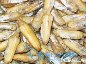 怎么让蛏子吐干净沙子 52IJ