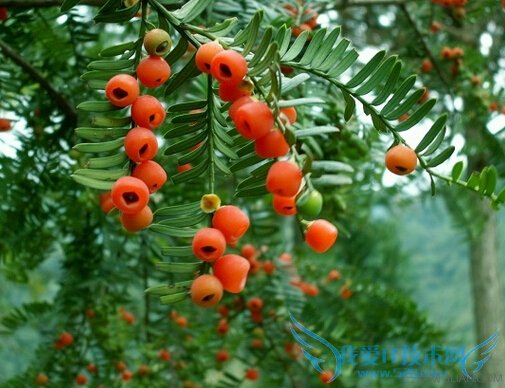 춹ɼЩЧ          52IJ