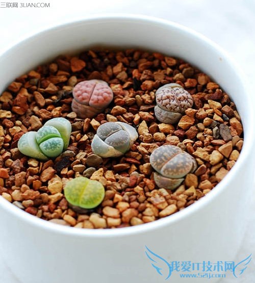 生石花的种植方法 52IJ