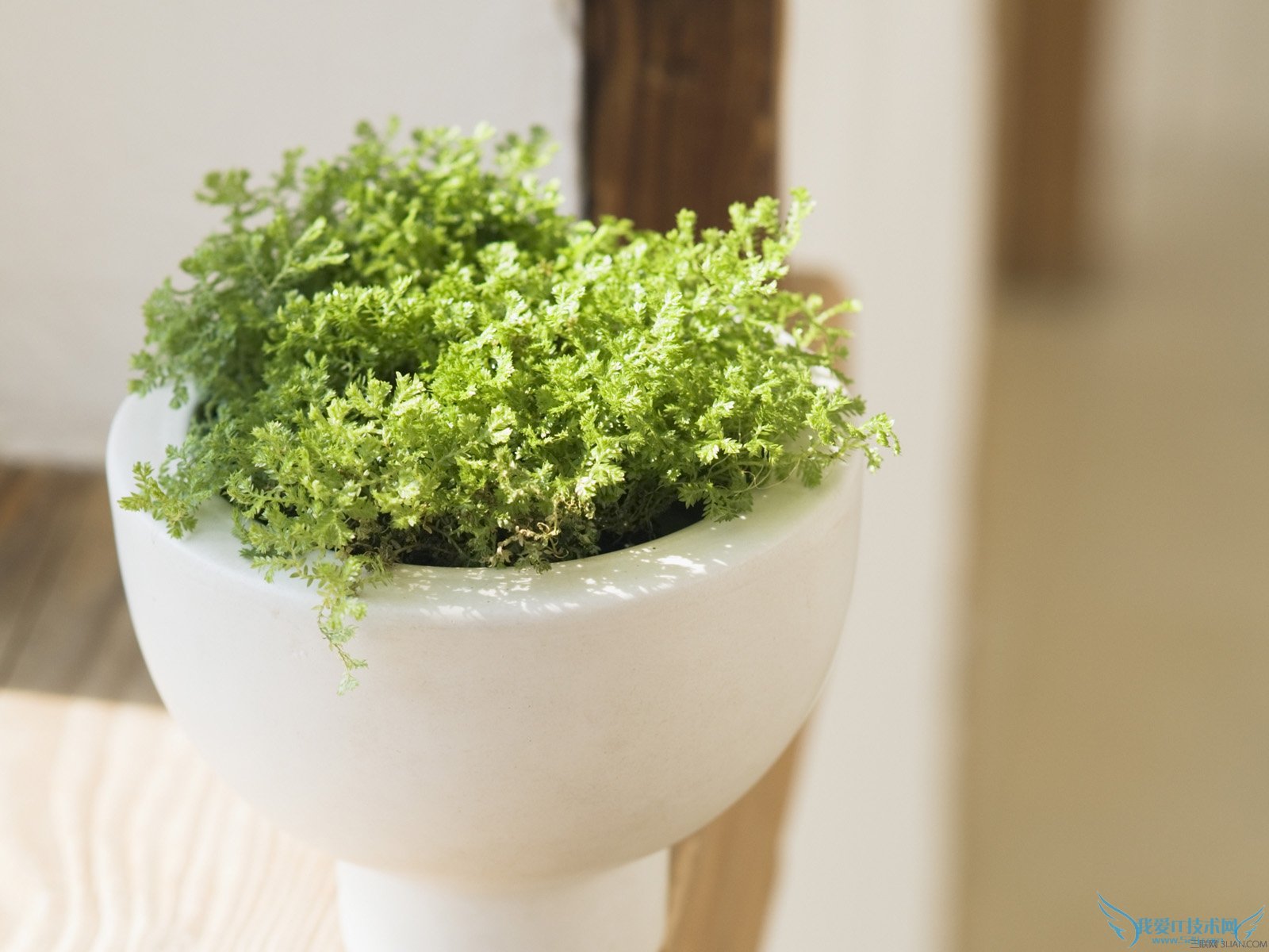 װ޵ķʺϷʲôֲ 52IJ