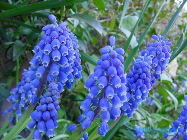 盆栽风信子的养护管理要点 52IJ阅读