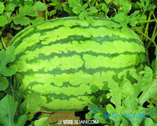 夏天挑选西瓜的秘诀 52IJ