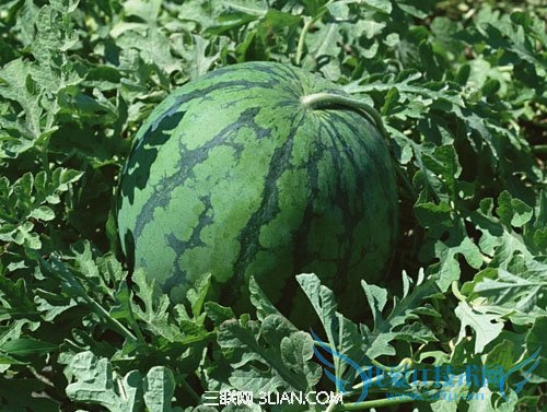 夏天挑选西瓜的秘诀 52IJ