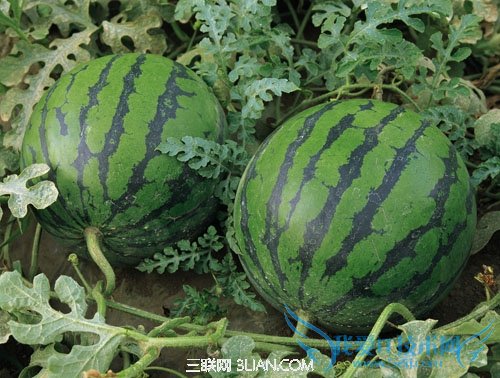 夏天挑选西瓜的秘诀 52IJ