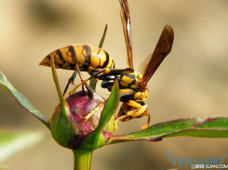 在户外被马蜂蜇伤如何急救?52IJ