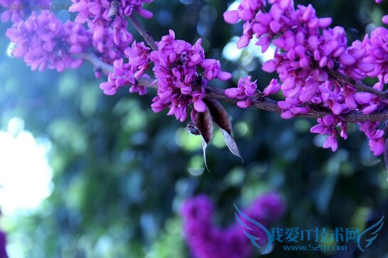 ϾĹЧЩ         52IJ