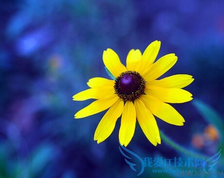 金光菊的药用功效及其作用 52IJ