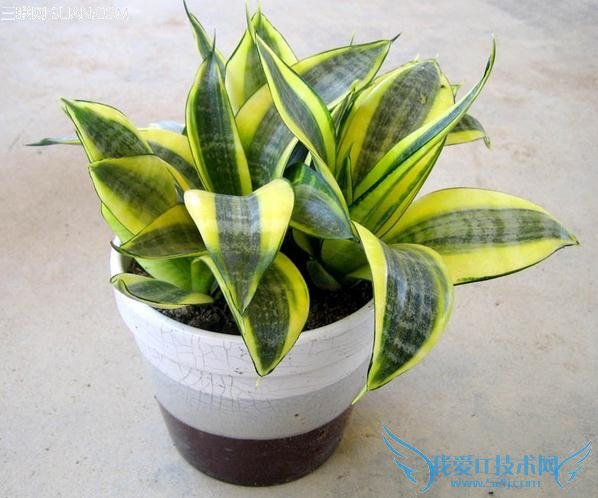 ڿ20ֲ          52IJ