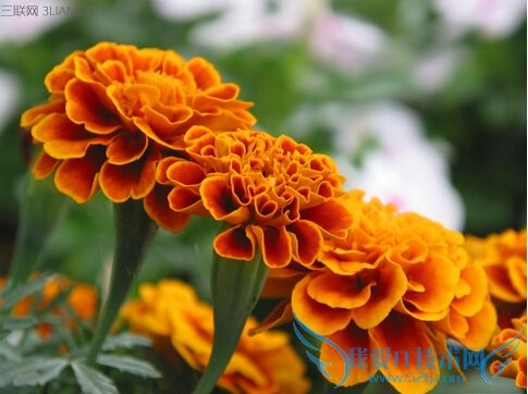 پյĹЧ              52IJ