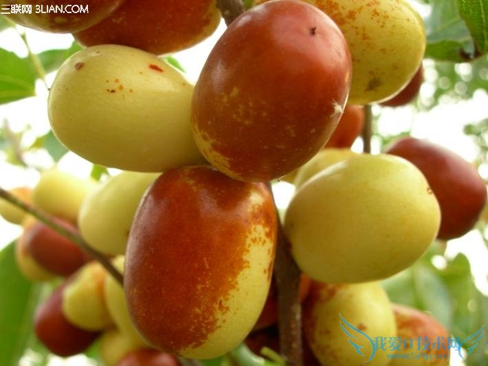 盘点秋季12种时令水果 52IJ