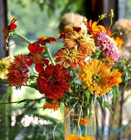 百日草的药效作用 52IJ