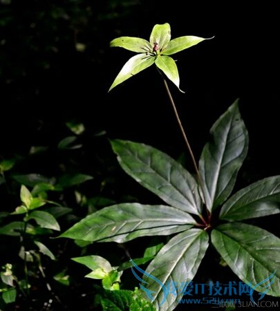 ÆßÒ¶Ò»Ö¦»¨µÄ¹¦Ð§Óë×÷Óà 52IJ