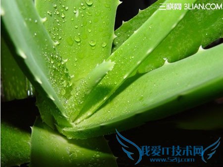 芦荟——天然的空气清洁器 52IJ